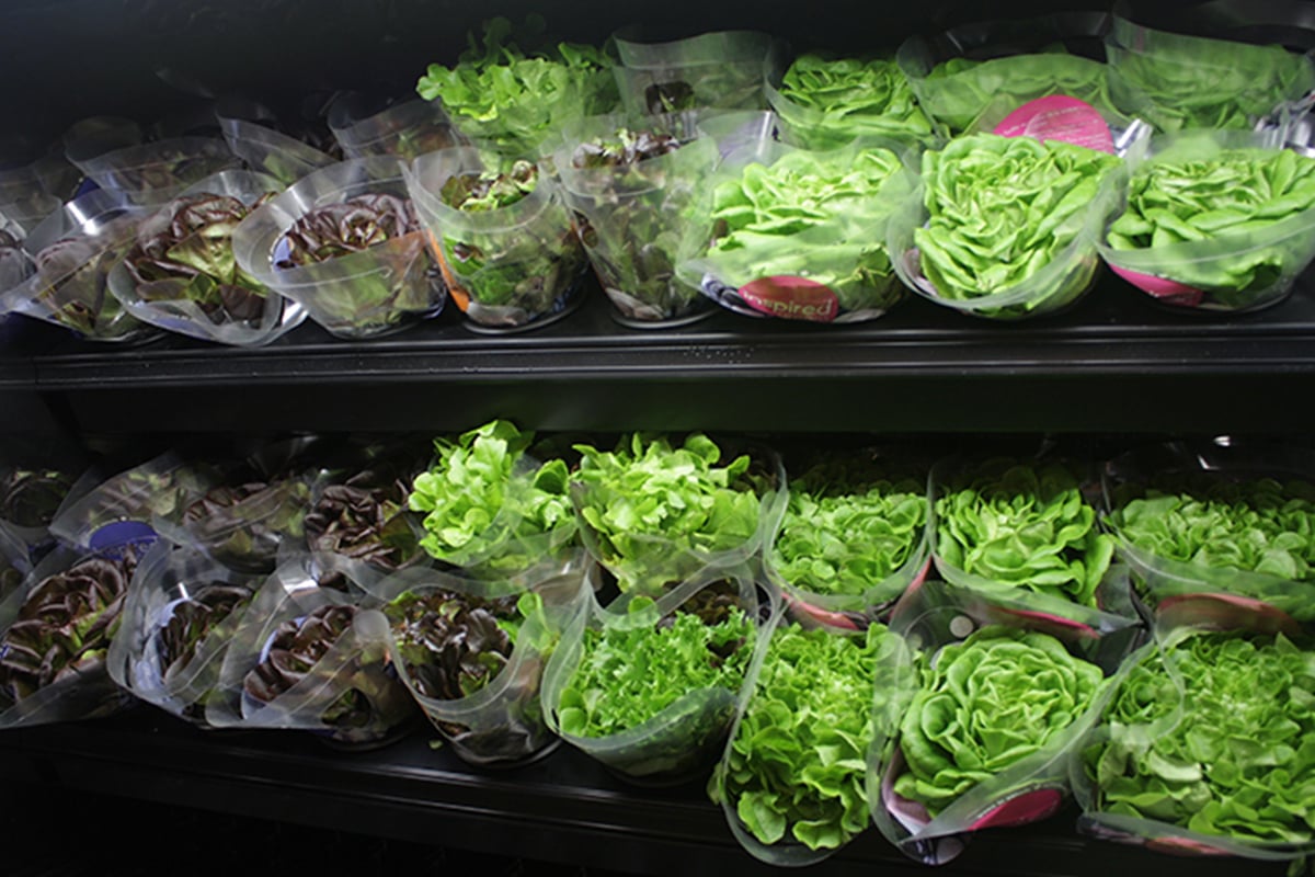 Produce-Living-Lettuce